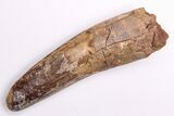 Fossil Spinosaurus Tooth - Real Dinosaur Tooth #206161-1